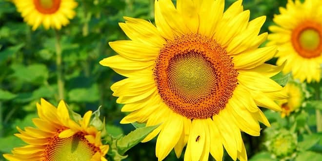 Foodelphi.com ayçiçeği sunflower