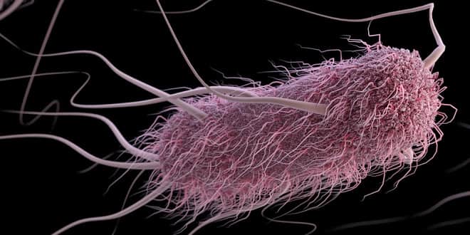 Foodelphi.com-bacteria-flagella
